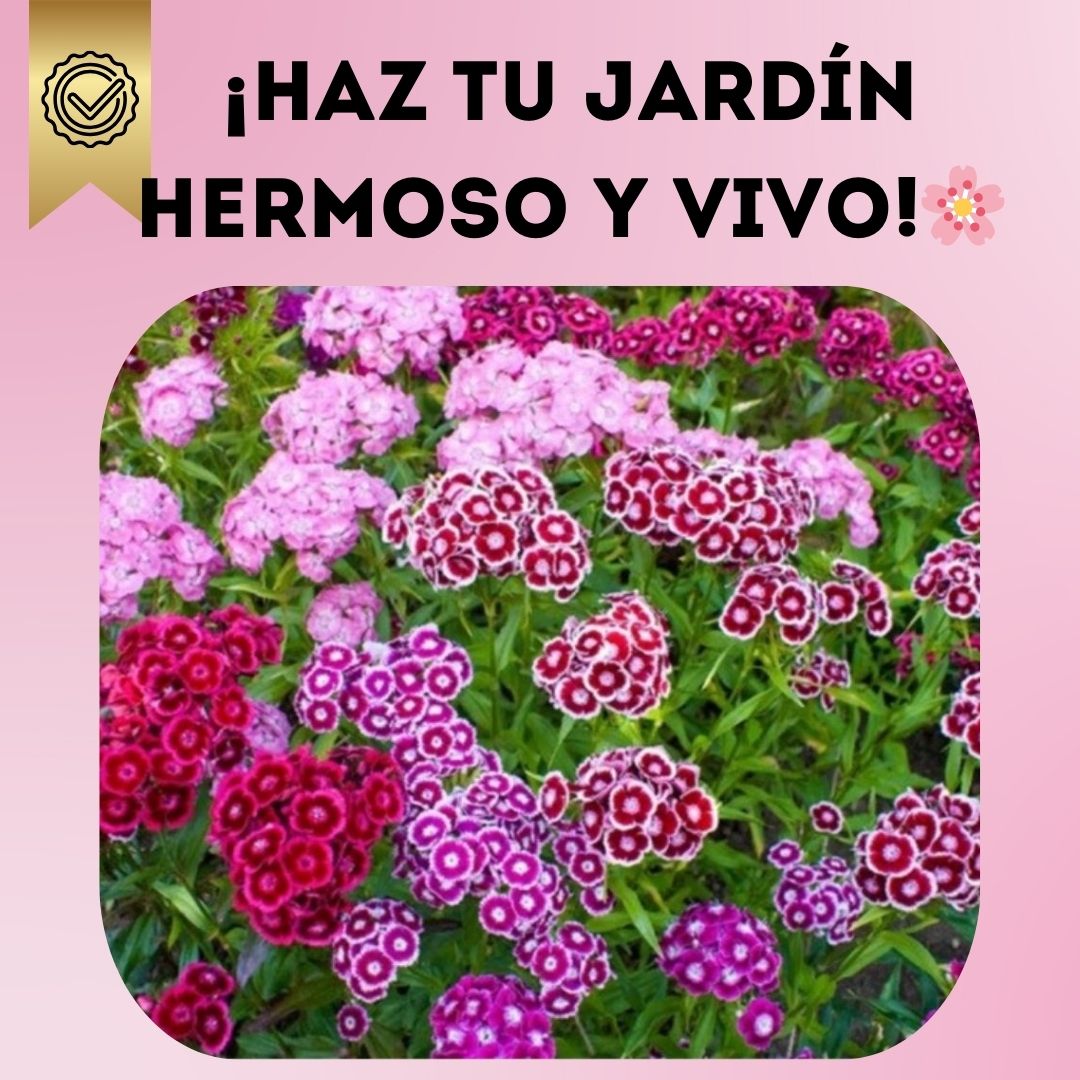 Kit 50 Semillas Clavel De Poeta - ¡Haz tu jardín hermoso y vivo!🌸