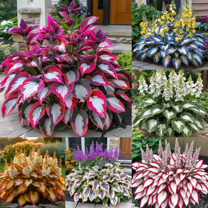 🌿Semillas de Hostas Mixtas💖🔥1 paquete - 50 semillas