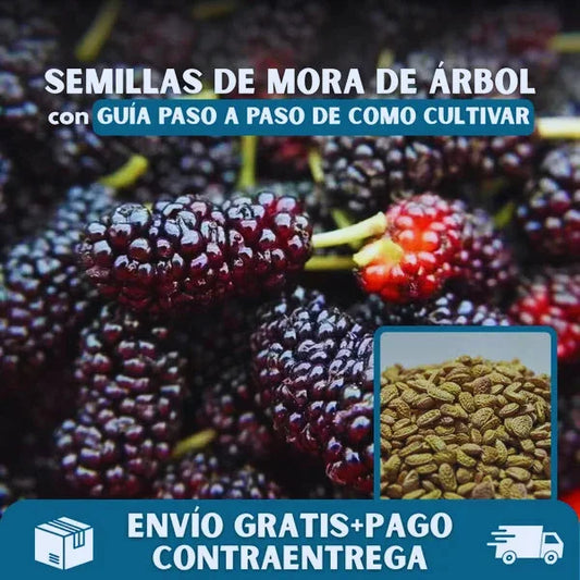 Semillas de Mora