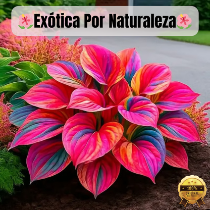 🌿Semillas de Hostas Mixtas💖🔥1 paquete - 50 semillas