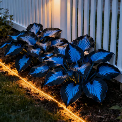 🌿Semillas de Hostas Mixtas💖🔥1 paquete - 50 semillas