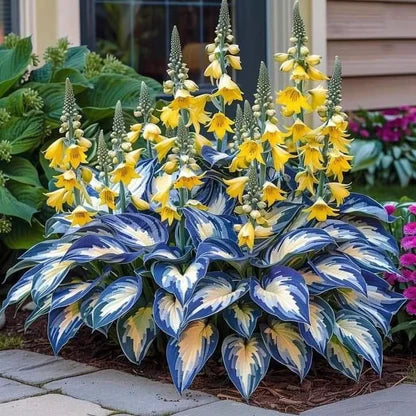 🌿Semillas de Hostas Mixtas💖🔥1 paquete - 50 semillas