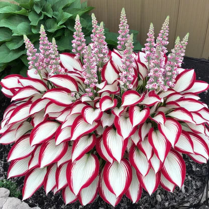 🌿Semillas de Hostas Mixtas💖🔥1 paquete - 50 semillas