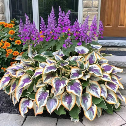 🌿Semillas de Hostas Mixtas💖🔥1 paquete - 50 semillas