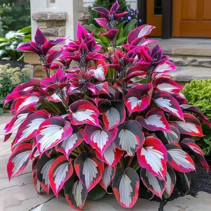 🌿Semillas de Hostas Mixtas💖🔥1 paquete - 50 semillas
