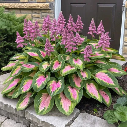 🌿Semillas de Hostas Mixtas💖🔥1 paquete - 50 semillas