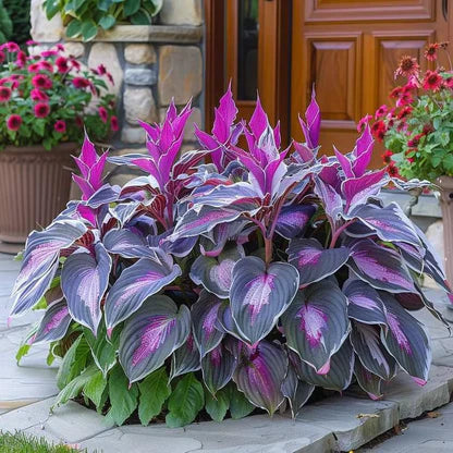 🌿Semillas de Hostas Mixtas💖🔥1 paquete - 50 semillas